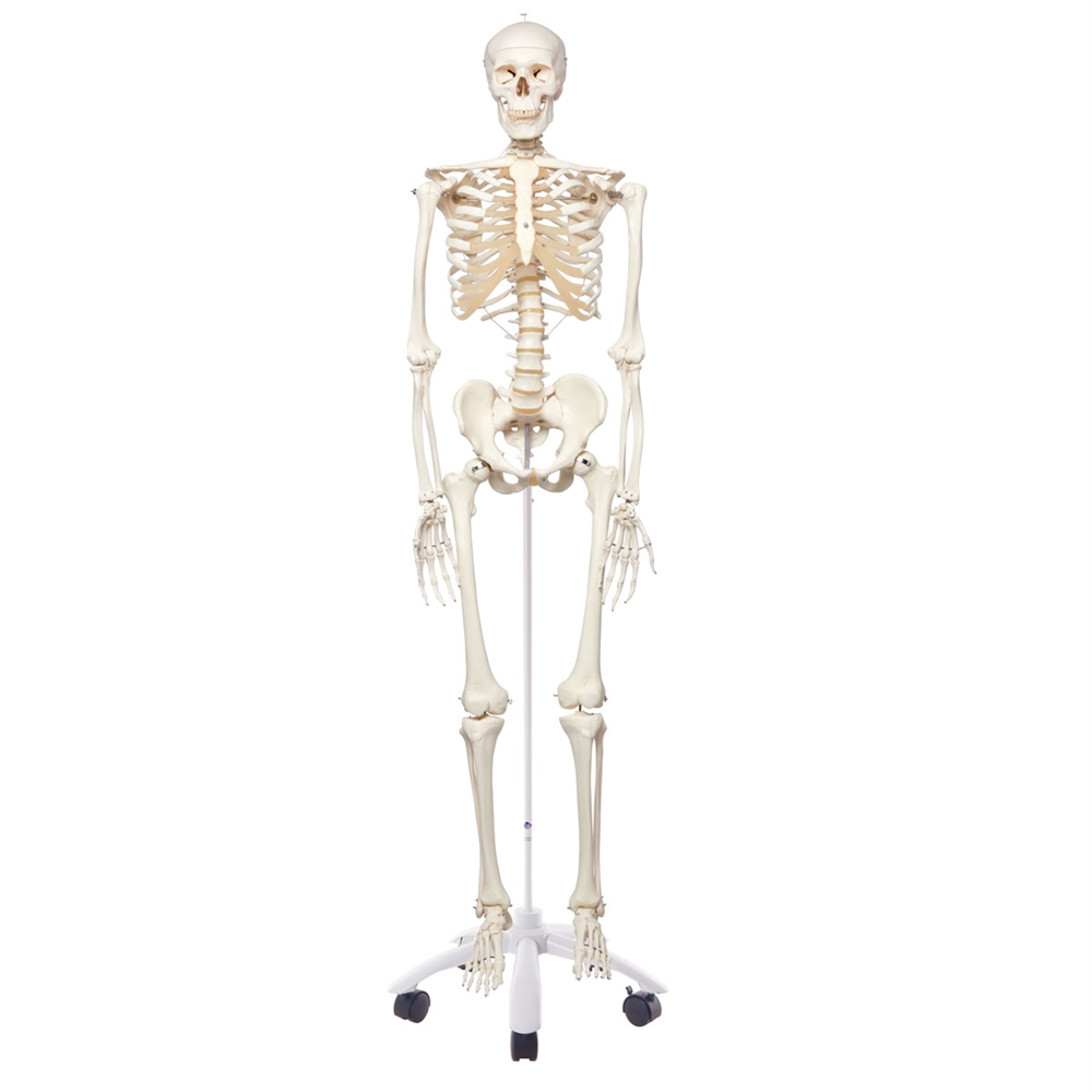 teaching model skeleton